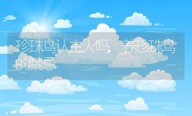 珍珠鸟认主人吗,养珍珠鸟的禁忌 | 宠物百科知识