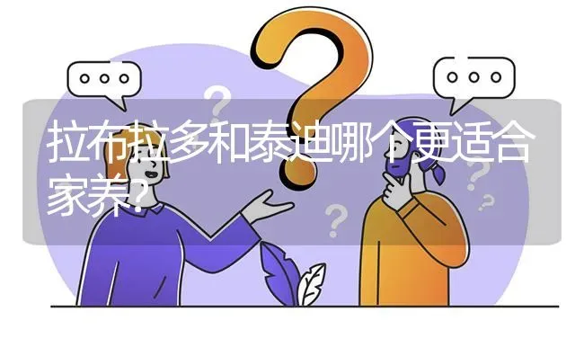 拉布拉多和泰迪哪个更适合家养？ | 动物养殖问答