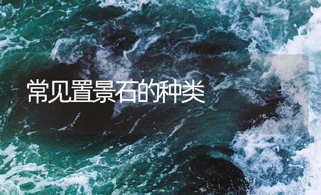 常见置景石的种类 | 海水养殖技术
