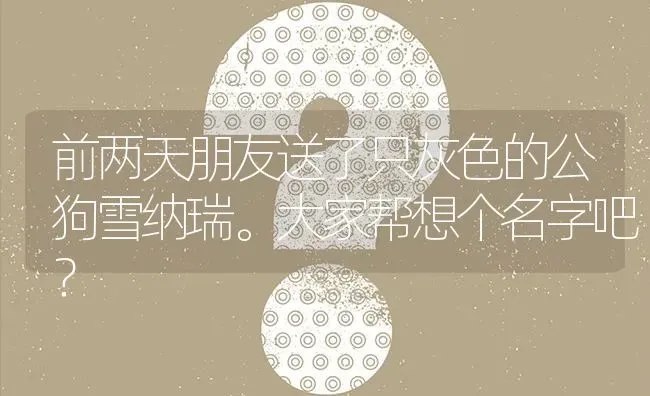 前两天朋友送了只灰色的公狗雪纳瑞。大家帮想个名字吧？ | 动物养殖问答