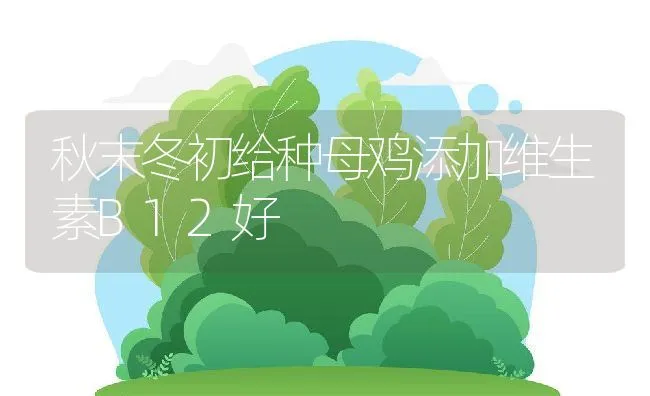 秋末冬初给种母鸡添加维生素B12好 | 动物养殖学堂