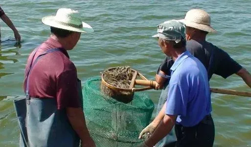 青虾养殖日常水质管理