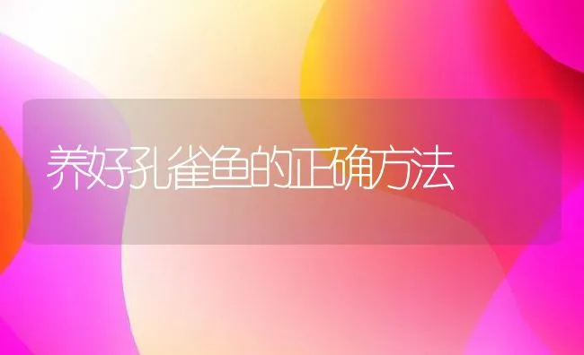 养好孔雀鱼的正确方法 | 动物养殖饲料