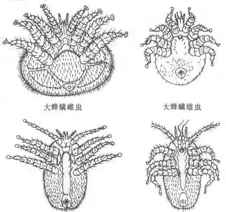 寄生蜂螨的症状和预防治疗