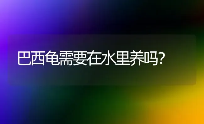 巴西龟需要在水里养吗？ | 动物养殖问答