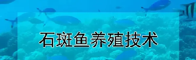 石斑鱼养殖技术