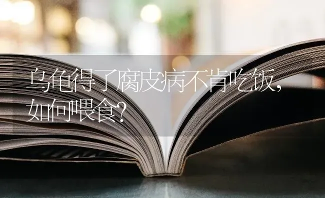 4个月边牧关笼子一直叫可以打吗？ | 动物养殖问答