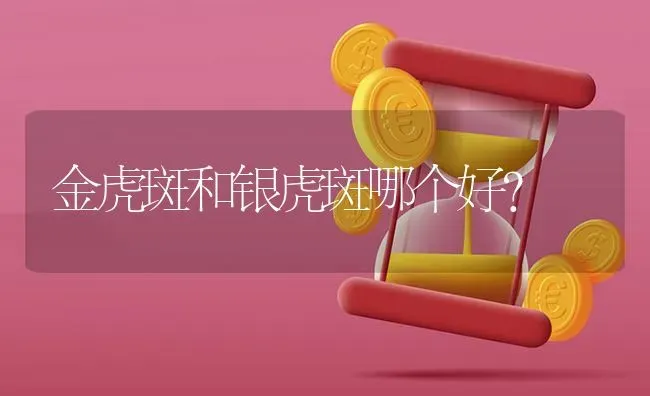 金虎斑和银虎斑哪个好？ | 动物养殖问答