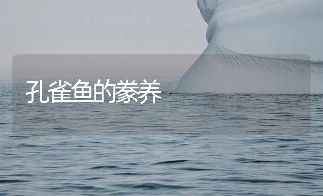 孔雀鱼的豢养 | 海水养殖技术