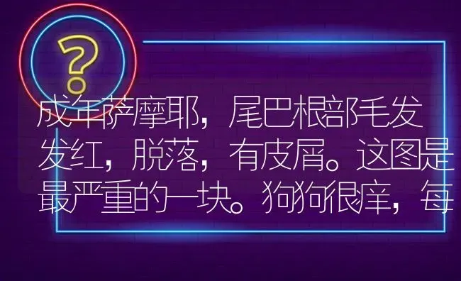 成年萨摩耶，尾巴根部毛发发红，脱落，有皮屑。这图是最严重的一块。狗狗很痒，每天都咬自己尾巴。不知道？ | 动物养殖问答