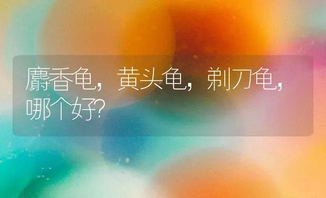 花枝 鼠和边牧 谁智商最高？ | 动物养殖问答