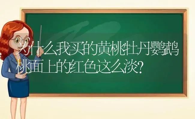 为什么我买的黄桃牡丹鹦鹉桃面上的红色这么淡？ | 动物养殖问答