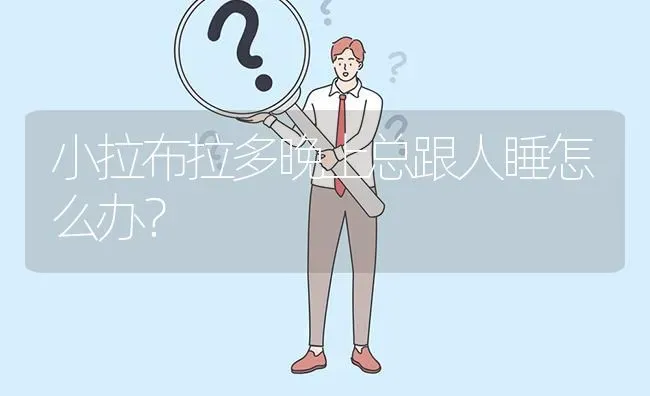 小拉布拉多晚上总跟人睡怎么办？ | 动物养殖问答