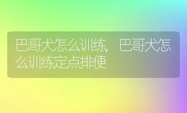 巴哥犬怎么训练,巴哥犬怎么训练定点排便 | 宠物百科知识