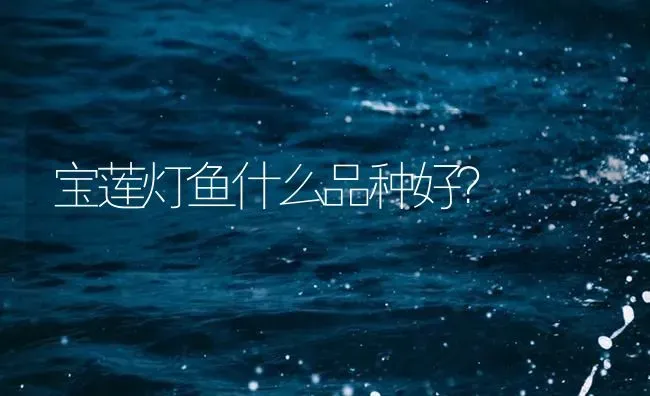 神仙鱼的代表品种及饲养要点有哪些？ | 鱼类宠物饲养