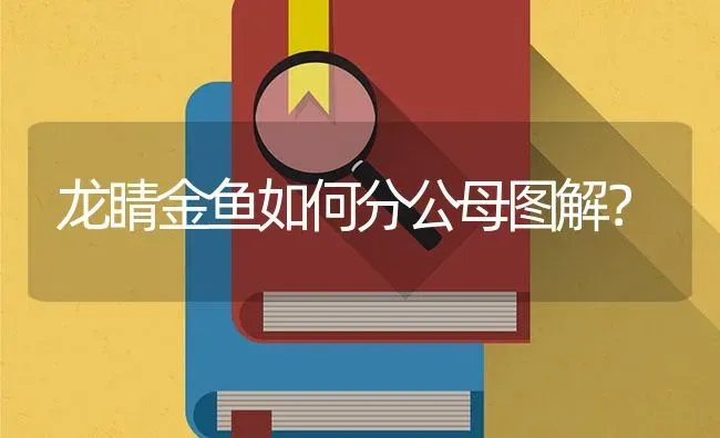 龙睛金鱼如何分公母图解？ | 鱼类宠物饲养