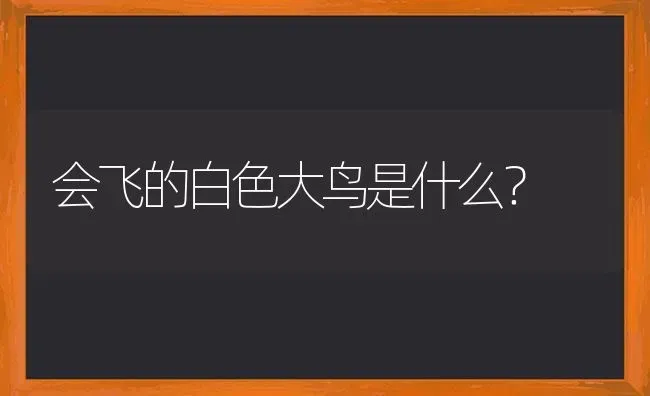 会飞的白色大鸟是什么？ | 动物养殖问答