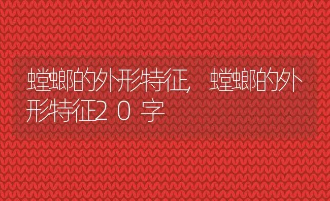 螳螂的外形特征,螳螂的外形特征20字 | 宠物百科知识