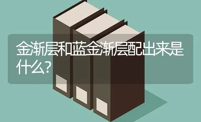 金渐层和蓝金渐层配出来是什么？ | 动物养殖问答