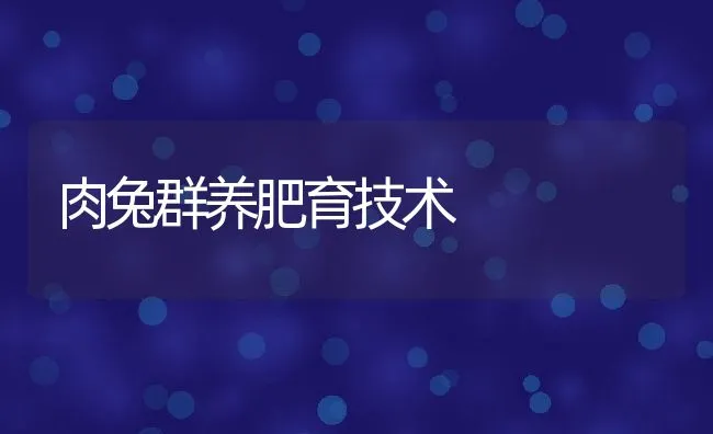 肉兔群养肥育技术 | 动物养殖饲料