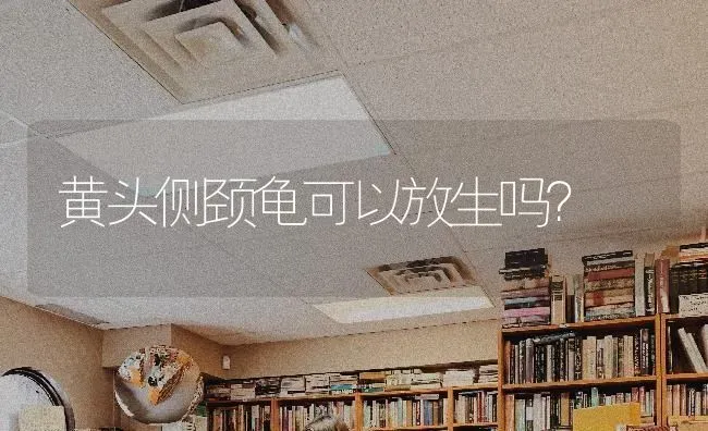 黄头侧颈龟可以放生吗？ | 动物养殖问答