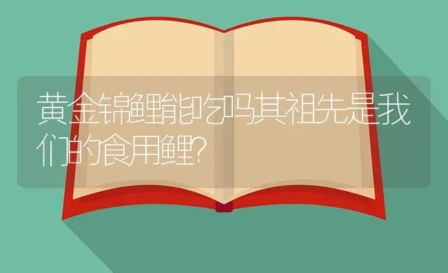 黄金锦鲤能吃吗其祖先是我们的食用鲤？ | 鱼类宠物饲养