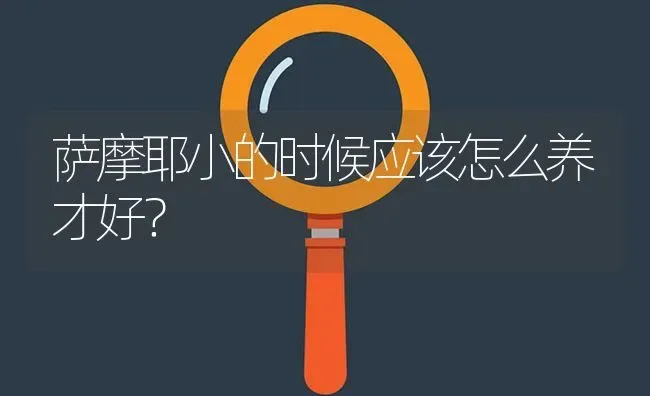 萨摩耶小的时候应该怎么养才好？ | 动物养殖问答