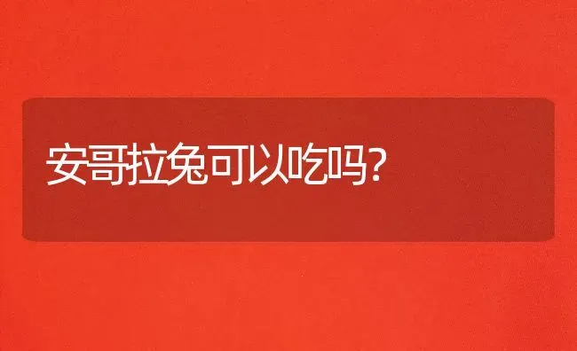 安哥拉兔可以吃吗？ | 动物养殖问答