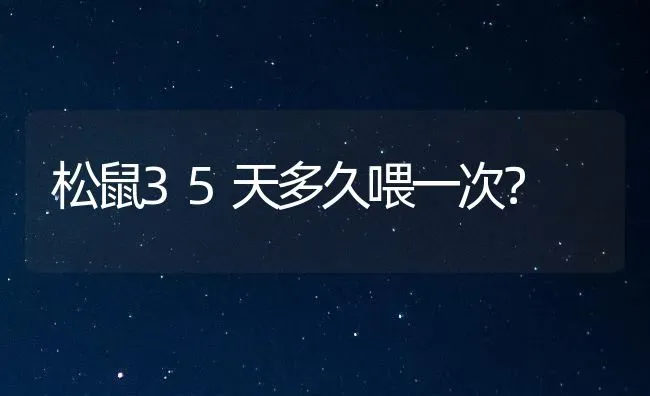 松鼠35天多久喂一次？ | 动物养殖问答