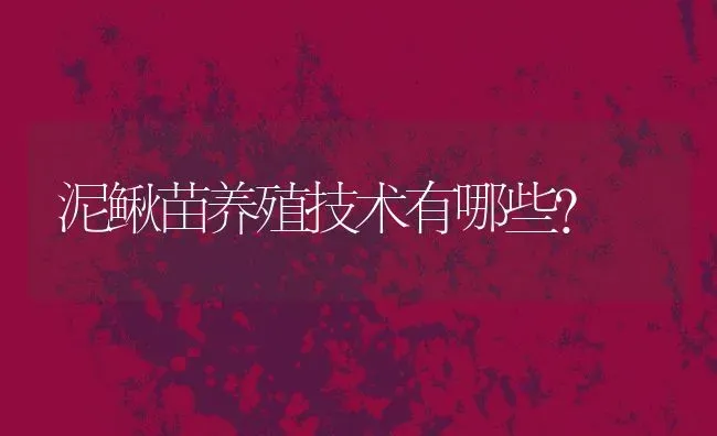 泥鳅苗养殖技术有哪些？ | 动物养殖百科