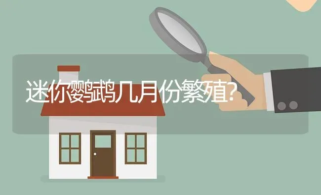 迷你鹦鹉几月份繁殖？ | 鱼类宠物饲养