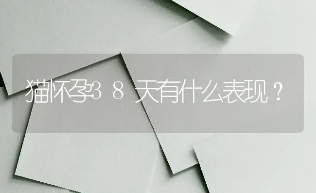 猫怀孕38天有什么表现？ | 动物养殖问答