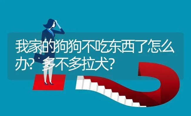 我家的狗狗不吃东西了怎么办?多不多拉犬？ | 动物养殖问答