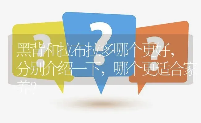 黑背和拉布拉多哪个更好，分别介绍一下，哪个更适合家养？ | 动物养殖问答