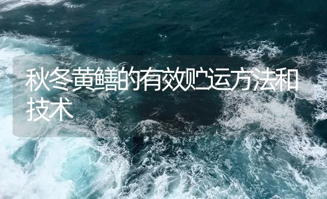 秋冬黄鳝的有效贮运方法和技术 | 海水养殖技术