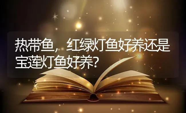 热带鱼，红绿灯鱼好养还是宝莲灯鱼好养？ | 鱼类宠物饲养