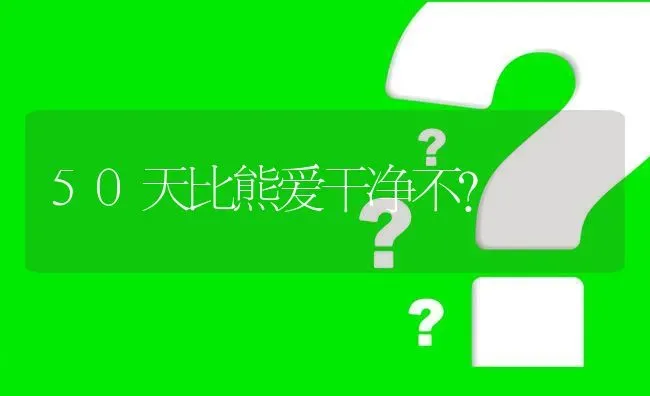 50天比熊爱干净不？ | 动物养殖问答