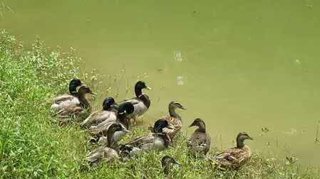 野鸭苗怎么饲喂