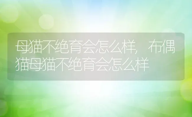 母猫不绝育会怎么样,布偶猫母猫不绝育会怎么样 | 宠物百科知识