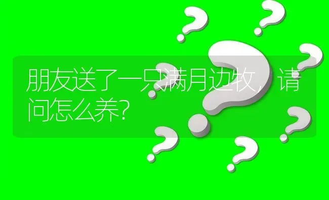 朋友送了一只满月边牧，请问怎么养？ | 动物养殖问答