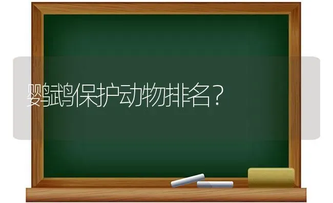 金吉拉和银点哪个贵？ | 动物养殖问答