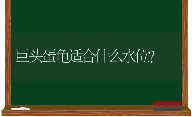 巨头蛋龟适合什么水位？ | 动物养殖问答