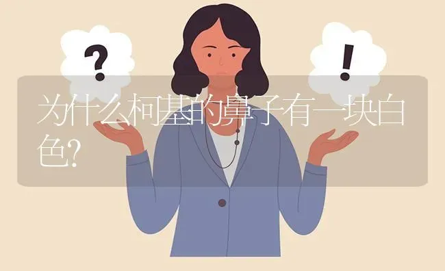 为什么柯基的鼻子有一块白色？ | 动物养殖问答