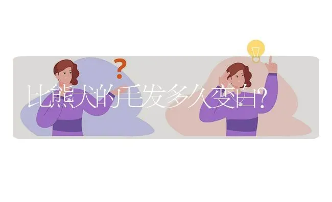 比熊犬的毛发多久变白？ | 动物养殖问答