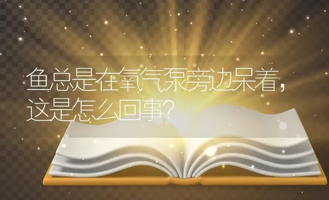 鱼总是在氧气泵旁边呆着，这是怎么回事？ | 鱼类宠物饲养