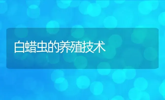 白蜡虫的养殖技术 | 动物养殖教程