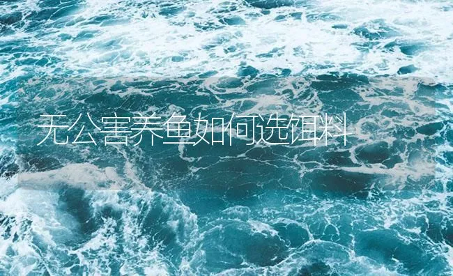 无公害养鱼如何选饵料 | 海水养殖技术