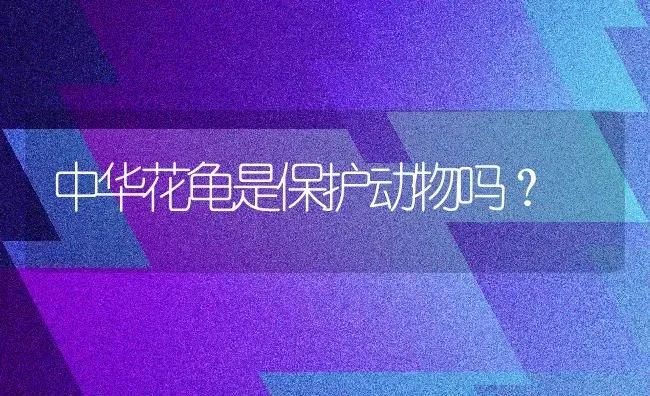 中华花龟是保护动物吗？ | 动物养殖问答