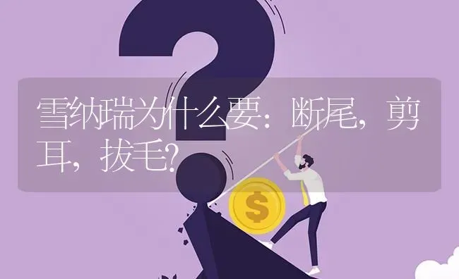 雪纳瑞为什么要：断尾，剪耳，拔毛？ | 动物养殖问答