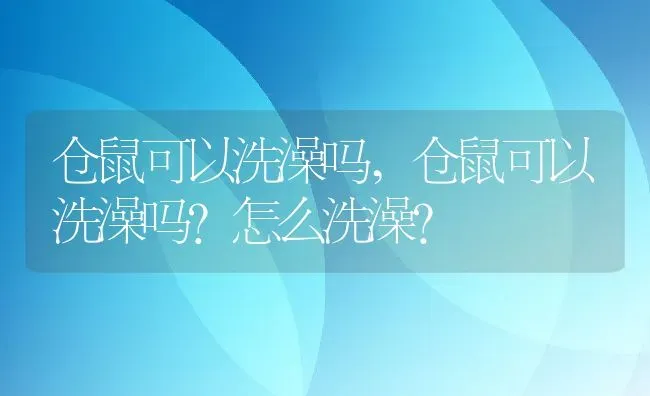 仓鼠可以洗澡吗,仓鼠可以洗澡吗?怎么洗澡? | 宠物百科知识